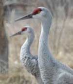 Photo of Sandhill Crane by Beth Morris.