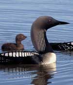 Photo of Pacific Loons.