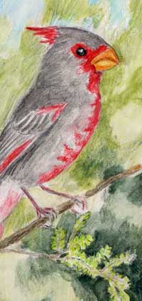 Malkolm's drawing of a Pyrrhuloxia.