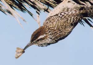 Malkolm's photo of a Cactus Wren.