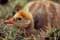 Sandhill Crane chick.