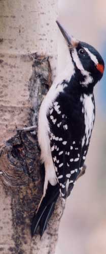 Malkolm's photo of a Hairy Woodpecker.