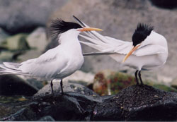 Malkolm's elegant photo of Elegant Terns.