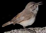 Malkolm's photo of a Rock Wren.