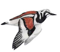 Malkolm's drawing of a Ruddy Turnstone.