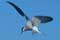 Arctic Tern.